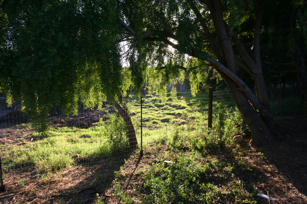 The house is on a dead end street in a great country setting.  This is the view from the front yard looking into the pasture next door.  All that you see in on the property.