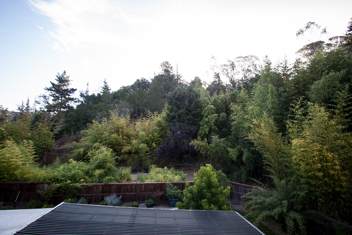 A few of your yard as well as more bamboo.