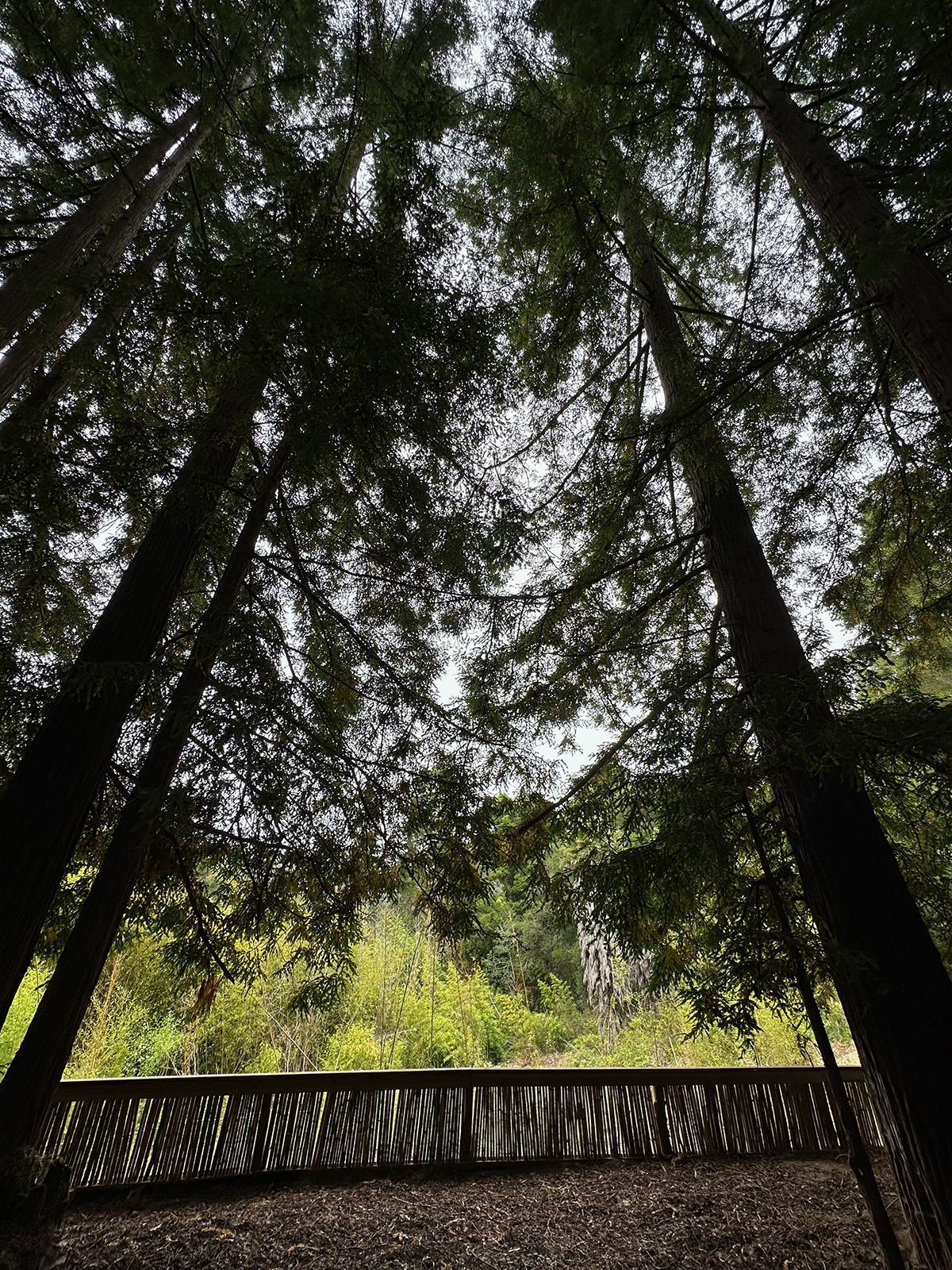 Redwood grove (venue area)