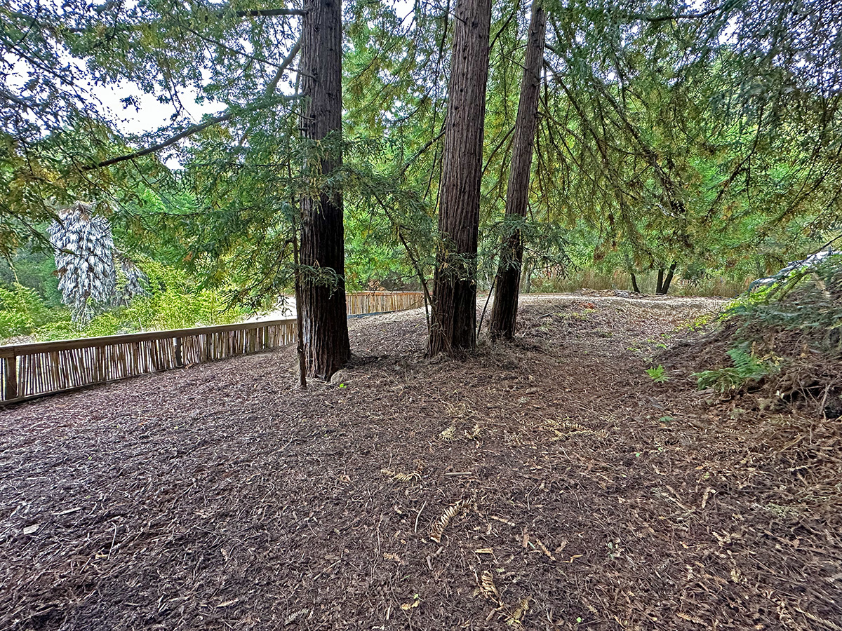 Redwood grove paths