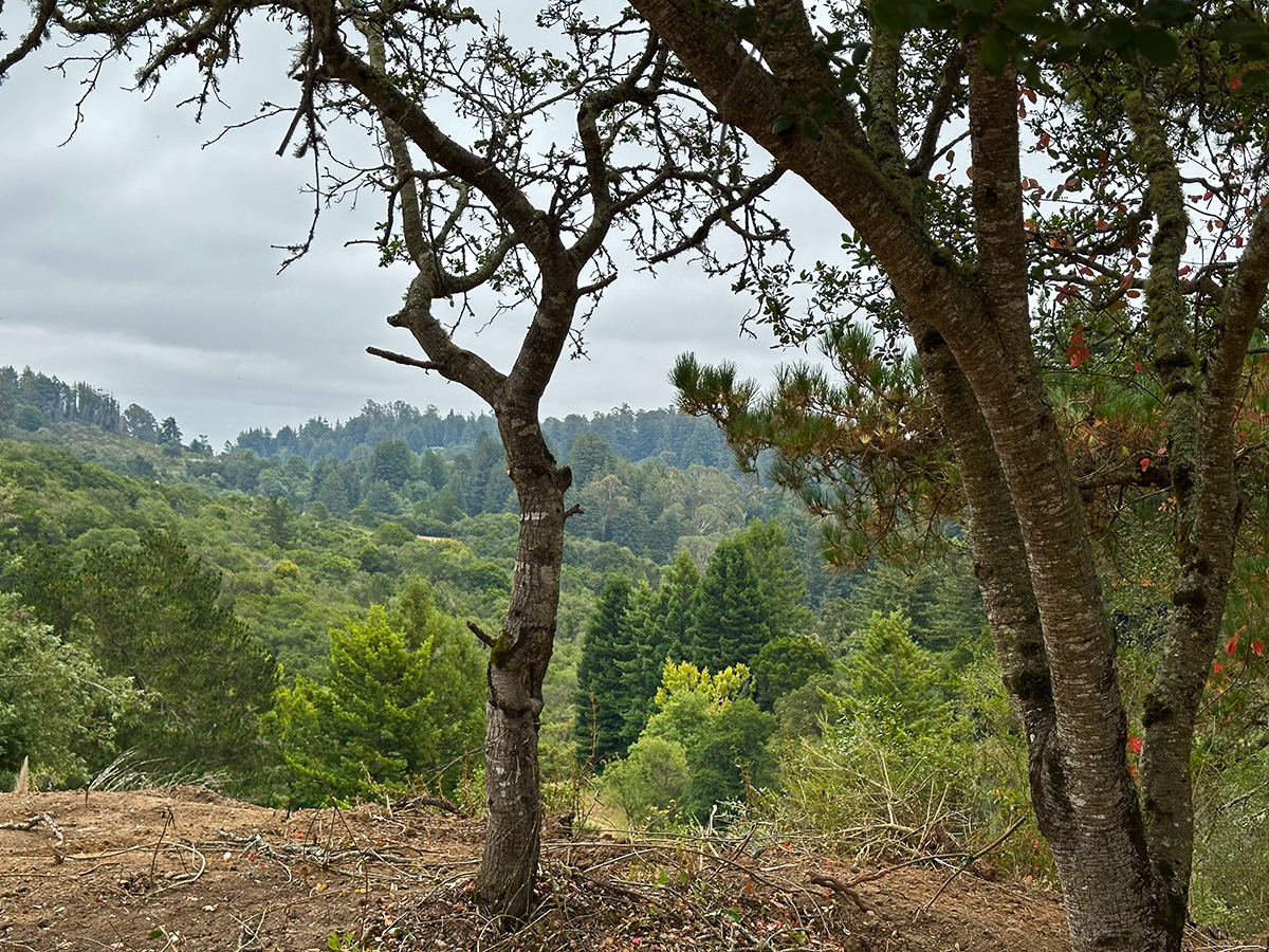 Lot 4 — building site view 2