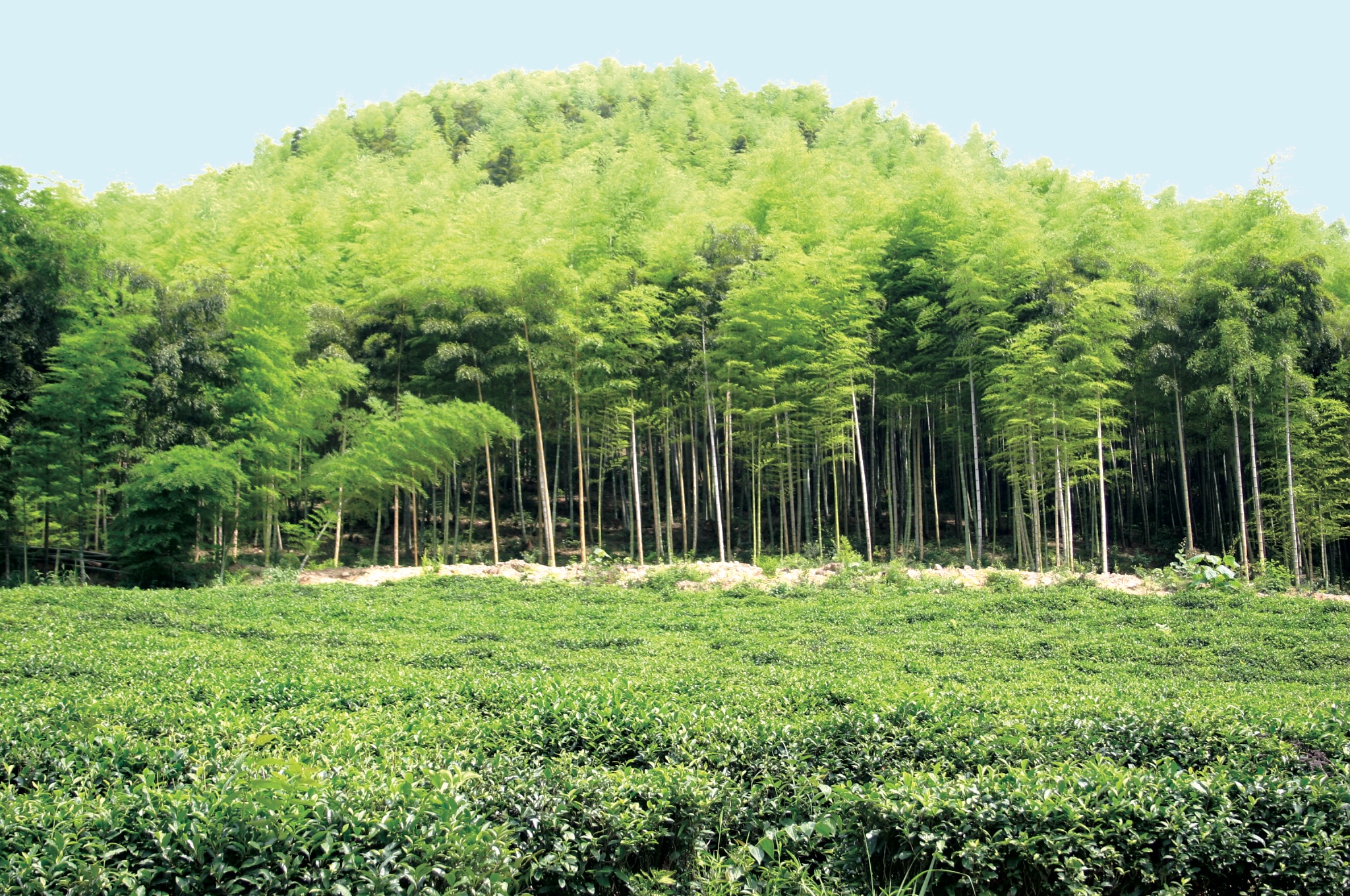 Bamboo and tea fields—study tour reference