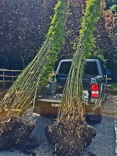 Giant bamboo field stock and rootballs