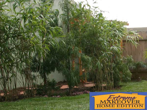 Backdrops used for TV & photoshoots